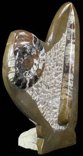 Fossil Goniatite & Orthoceras Sculpture - #62381